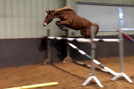 2013 Bella Magia, Oldenburg Mare for sale
