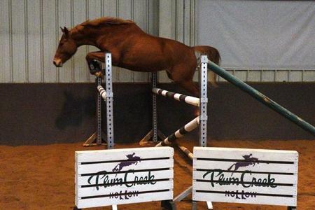 2013 Bella Magia, Oldenburg Mare for sale