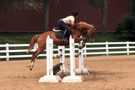 2013 Bella Magia, Oldenburg Mare for sale