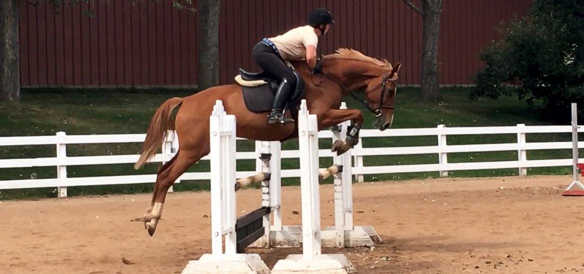 German Sport Horse for sale