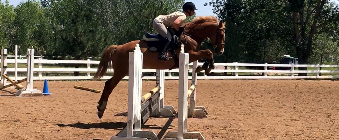 German Sport Horse for sale