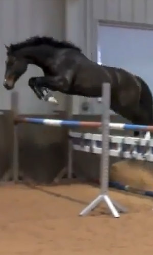 Oldenburg Gelding for Sale