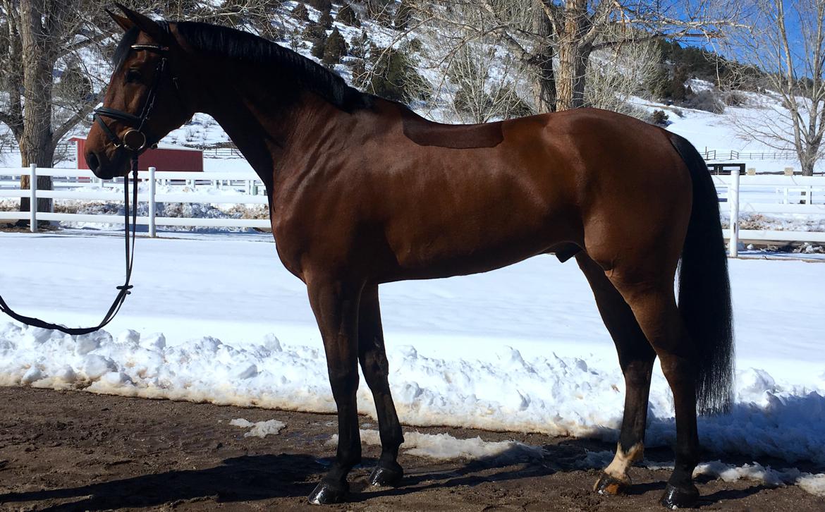 German Sport Horse for sale