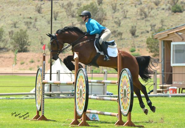 German Sport Horse for sale