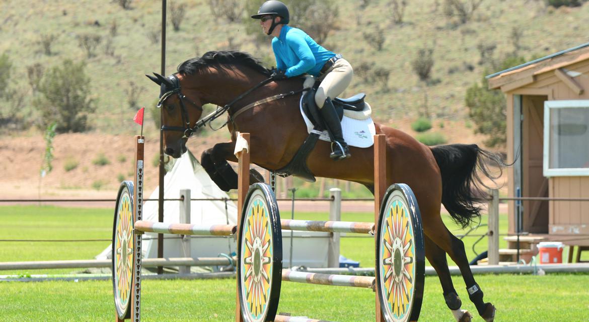 German Sport Horse for sale