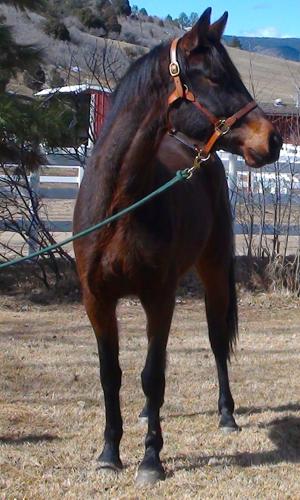 Oldenburg Mare for Sale