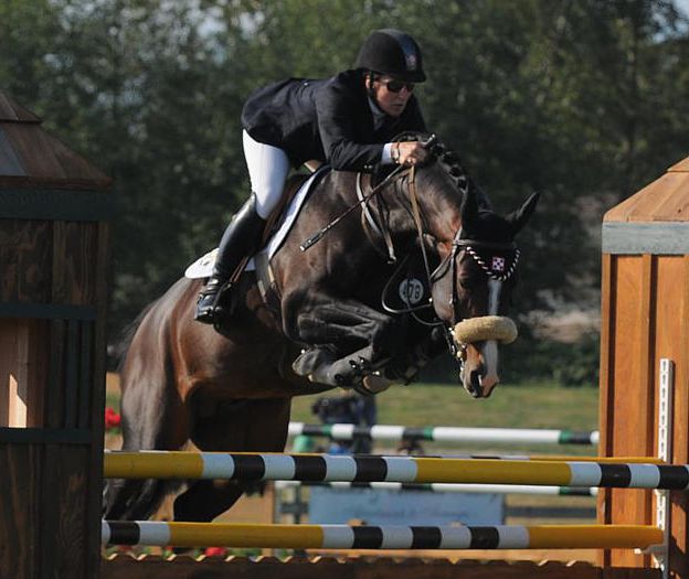 German Sport Horse for sale