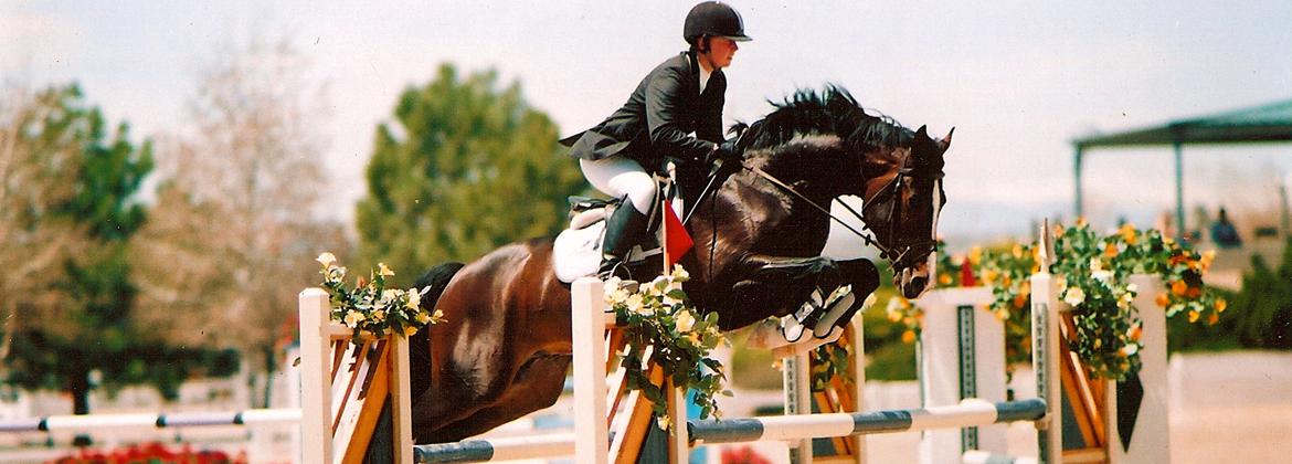 German Sport Horse for sale