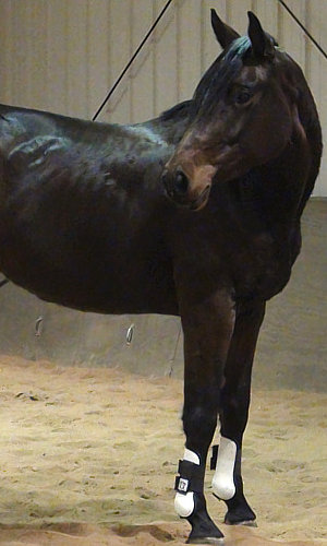 Oldenburg Mare for Sale