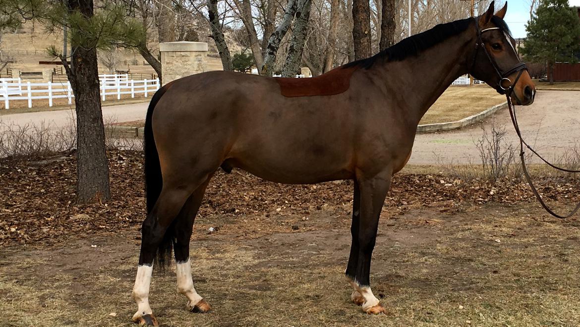 German Sport Horse for sale