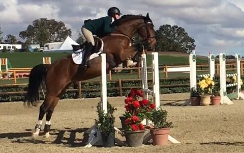 German Sport Horse for sale