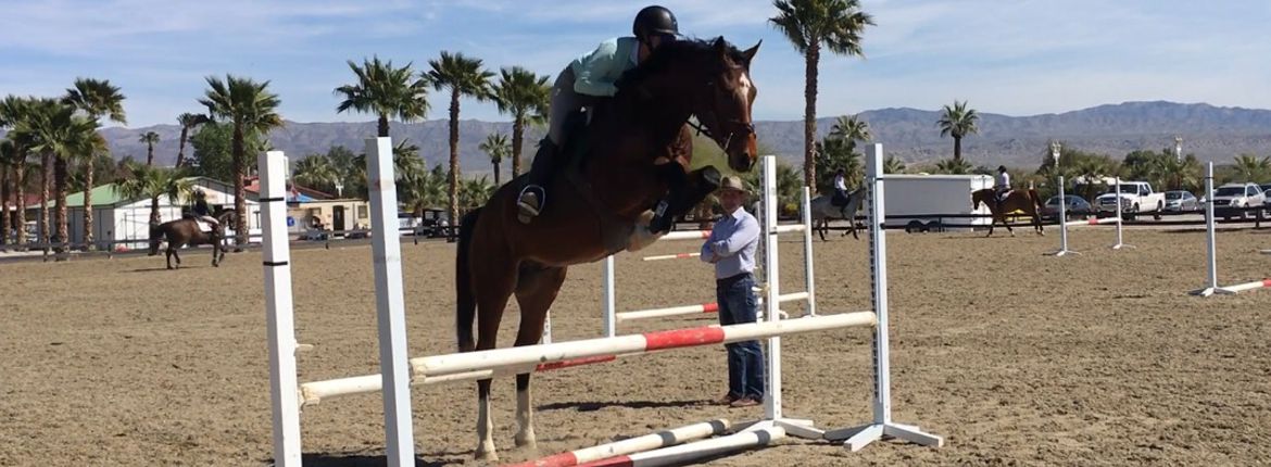 German Sport Horse for sale
