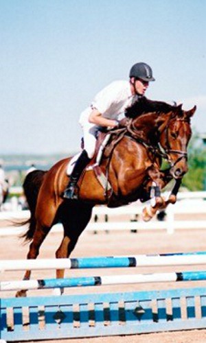 Oldenburg Gelding for Sale