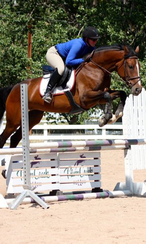 Oldenburg Mare for Sale