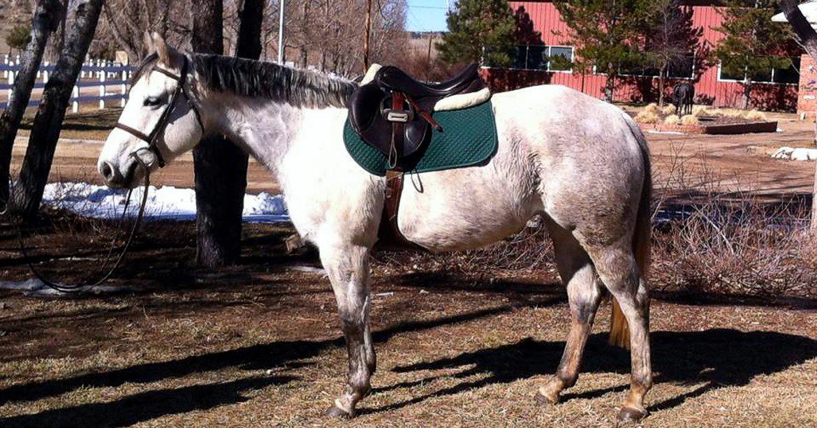 German Sport Horse for sale