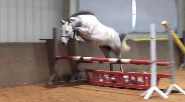 German Sport Horse for sale