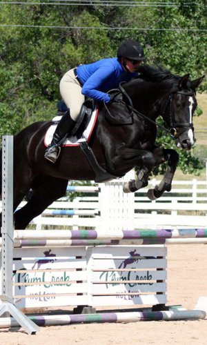 Oldenburg Mare for Sale