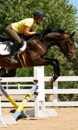 Oldenburg Mare for Sale