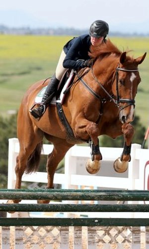 Irish Sporthorse Gelding for Sale