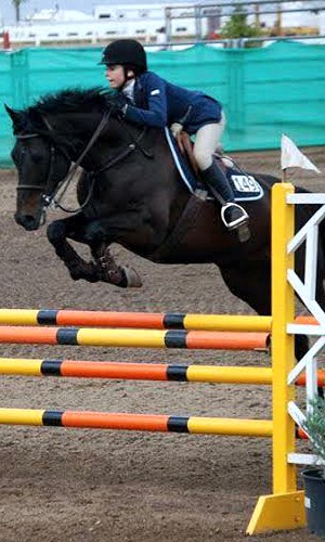 Westphalian Mare for Sale