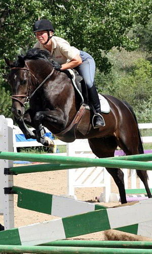 Oldenburg Mare for Sale