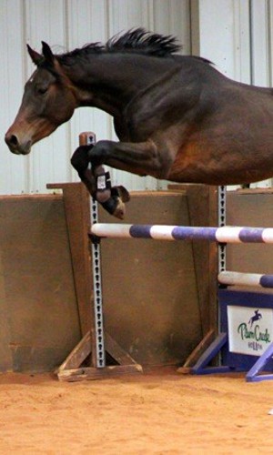 Oldenburg Mare for Sale