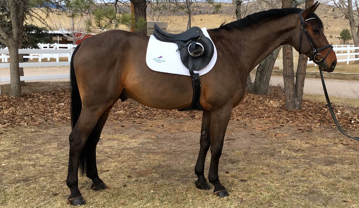 German Sport Horse for sale