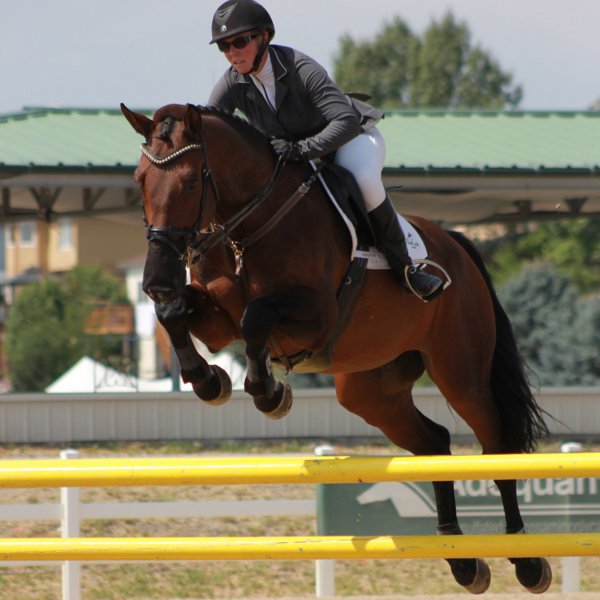 German Sport Horse for sale