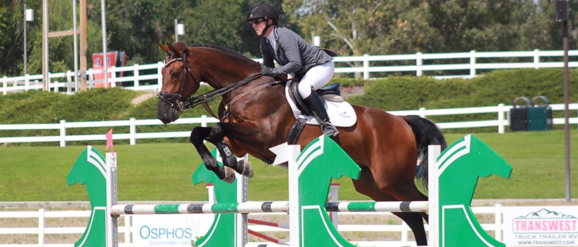 German Sport Horse for sale