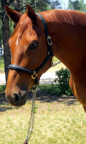 Oldenburg Gelding for Sale