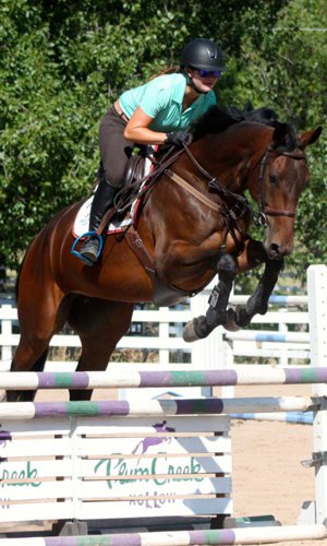 Oldenburg Mare for Sale